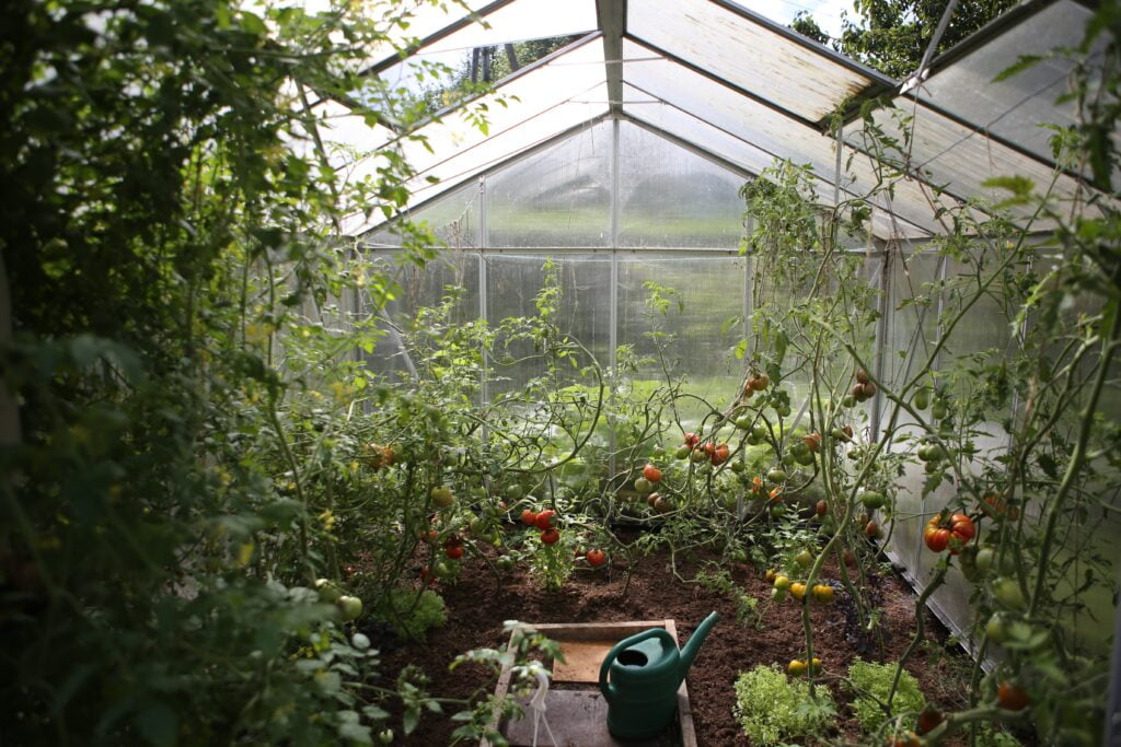 A greenhouse growing tomatoes and other vegetables